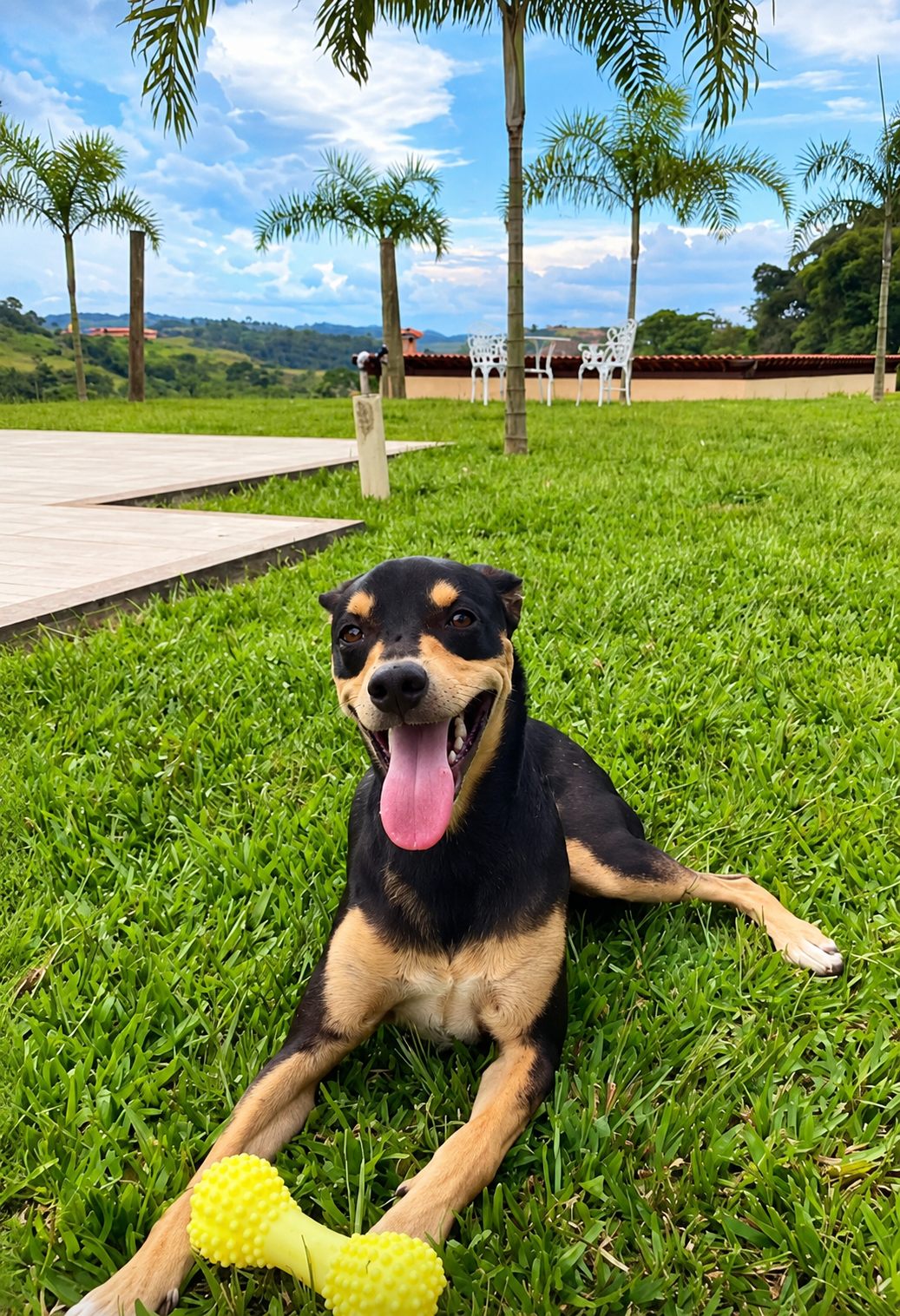 Cachorro no gramado amplo cercado de mata, onde os animais correm à vontade